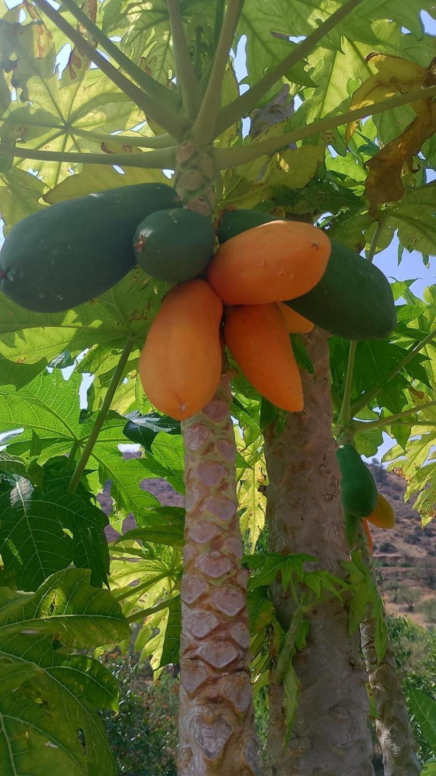 Casita Naranja Villa Алора Екстериор снимка