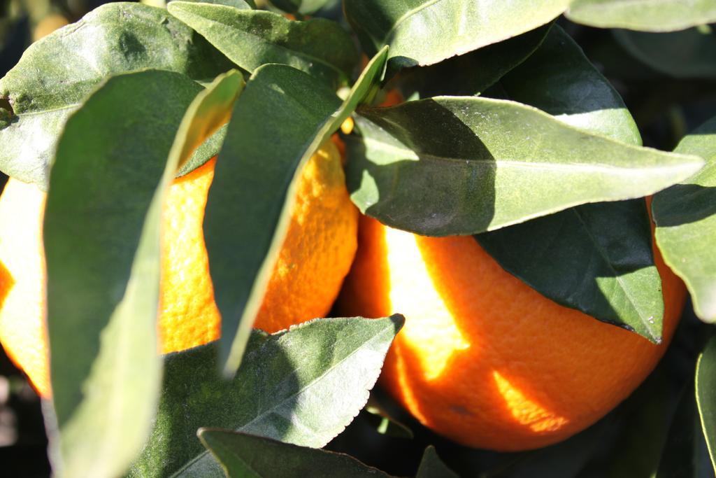 Casita Naranja Villa Алора Стая снимка
